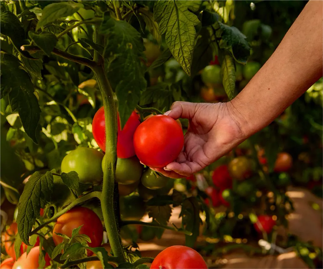 Lo Valledor · una mano tomando un tomate en la planta