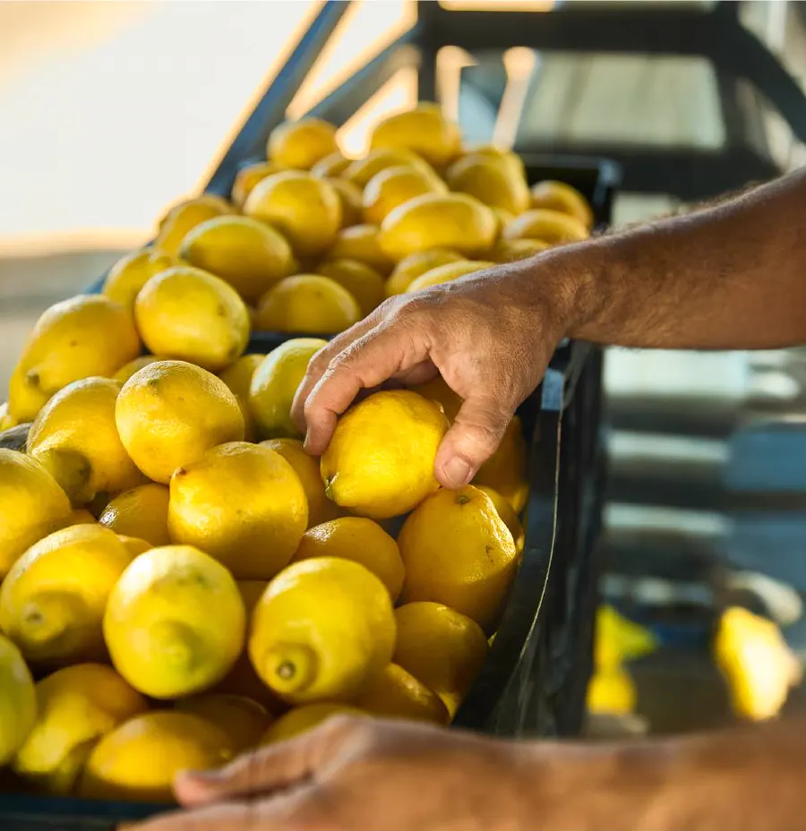 Lo Valledor · una mano entre los limones del cajon